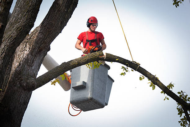 Best Residential Tree Removal  in Airy Heights, WA